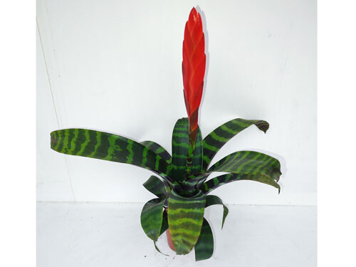 Vriesea splendens era mit Blüte