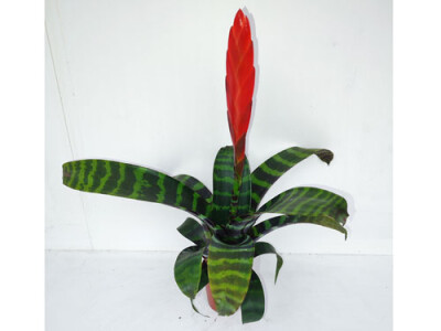 Vriesea splendens era mit Blüte