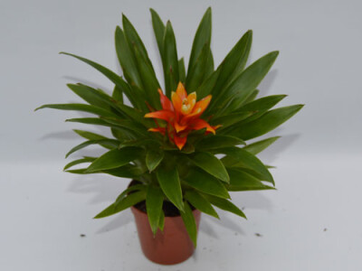 Guzmania theresa