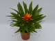 Guzmania theresa