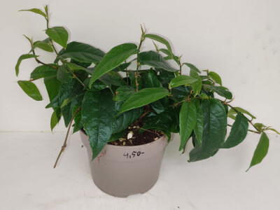 Ficus radicans