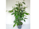 Ficus benjamini anastasia60cm