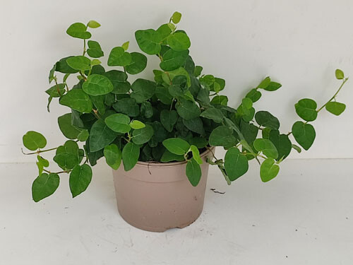 Ficus benjamini green kinky
