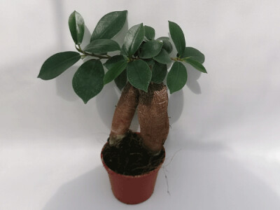 Ficus microcarpa Ginseng - mini