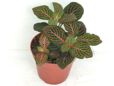 Fittonia mosaic