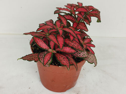 Fittonia rot