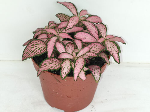 Fitonia v3