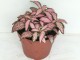 Fittonia v3