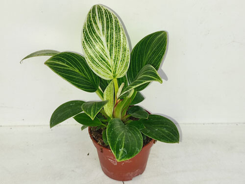 Philodendron white measure - mini