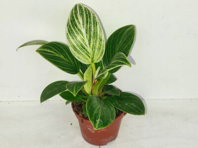 Philodendron white measure - mini