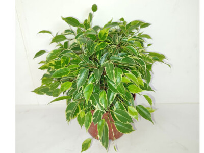 Ficus benjamini kinky