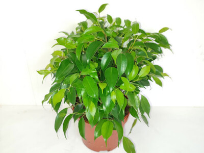 Ficus benjamini greenkinky