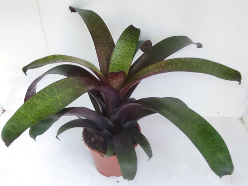 Vriesea hybrid TropicalNight