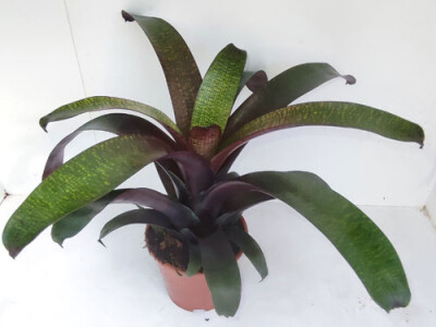 Vriesea hybrid TropicalNight