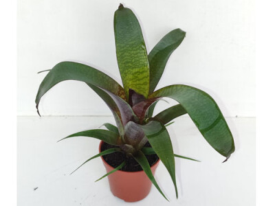 Vriesea TropicalNight - mini