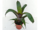Vriesea TropicalNight - mini