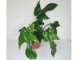 Philodendron FloridaGreen