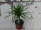 Dracena grün
