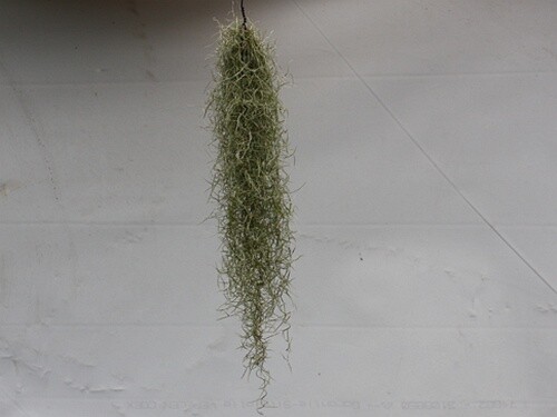 Tillandsia usneoides