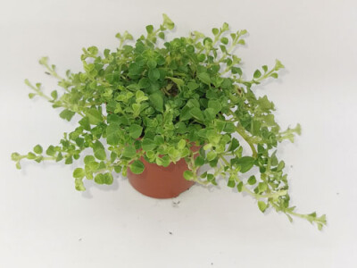 Pilea depressa - mini