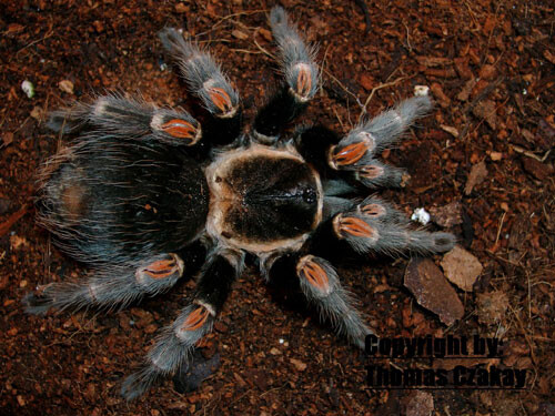Brachypelma auratum
