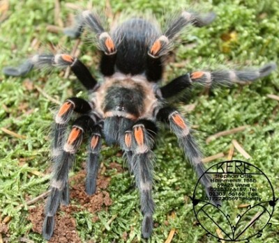 Brachypelma auratum