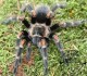 Brachypelma auratum