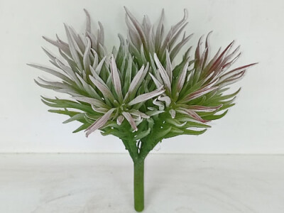 Agave marginata