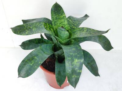 Vriesea gigantea nova
