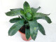 Vriesea gigantea nova