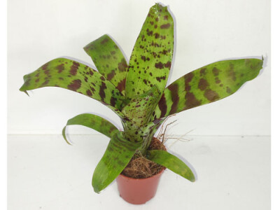 Vriesea era