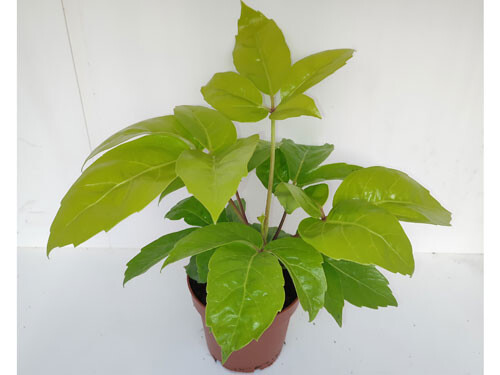 Schefflera actinophylla Golden