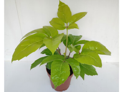 Schefflera actinophylla Golden