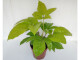Schefflera actinophylla Golden