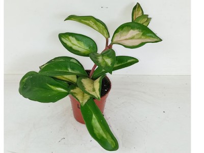 Hoya carnosa Tricolor - mini