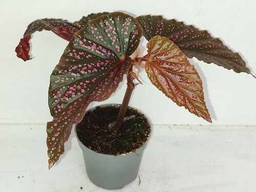 Begonia listada
