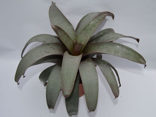 Vriesea saundersii