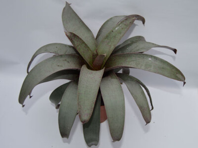 Vriesea saundersii