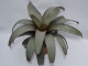 Vriesea saundersii