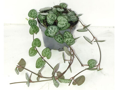 Ceropegia woodii