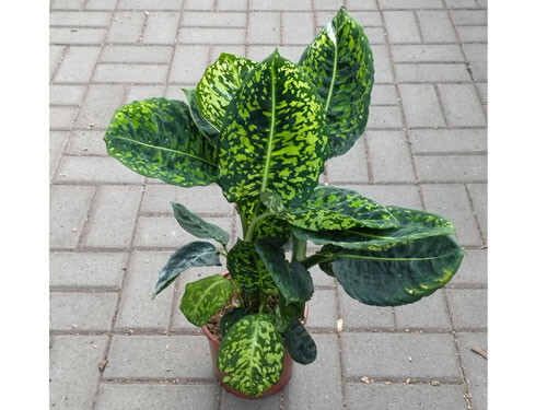 Dieffenbachia Reflector - ca.60cm