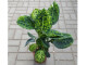 Dieffenbachia Reflector - ca.60cm