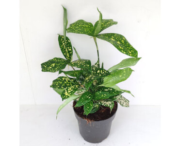 Dracaena sur. FloridaBeauty