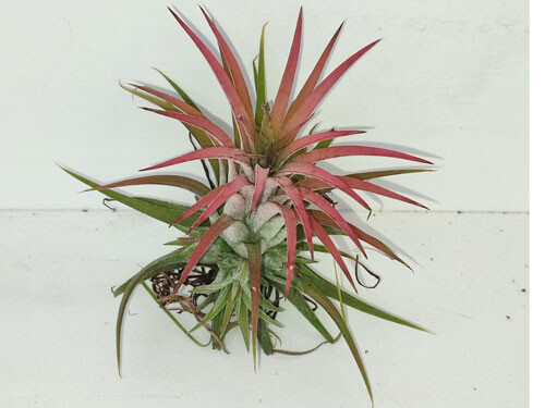 Tillandsia ionantha - rot