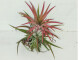 Tillandsia ionantha - rot