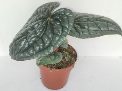 Anthurium luxurians