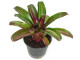 Neoregelia tricolor