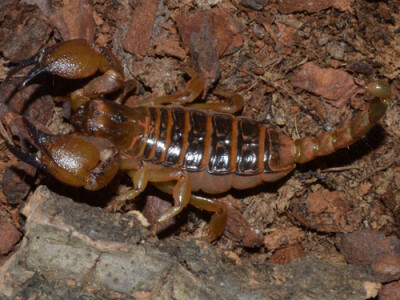 Opistophthalmus boehmi