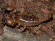 Opistophthalmus boehmi