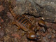 Opistophthalmus boehmi